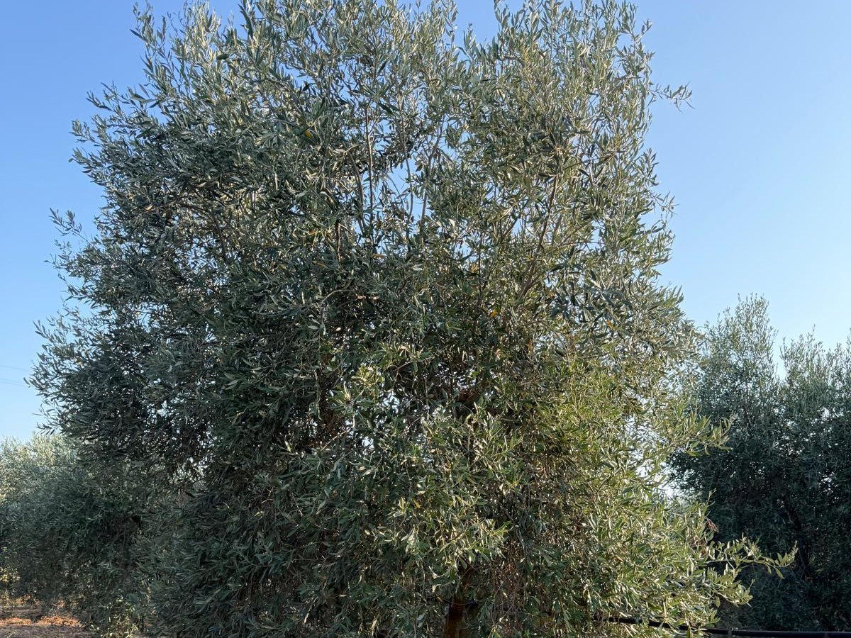 Olijfboom-adoptie van Puro Puglia