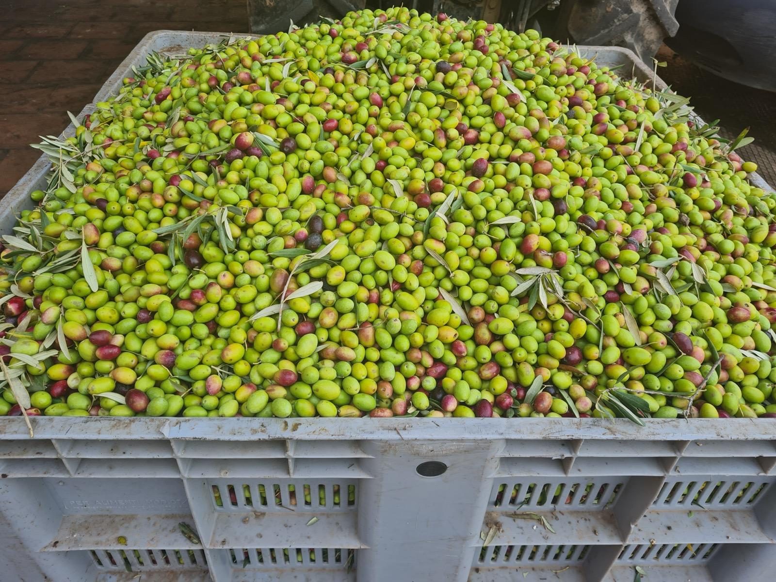 Krat vol groene en rood aanlopende olijven met blad ertussen, klaar om naar de pers te gaan