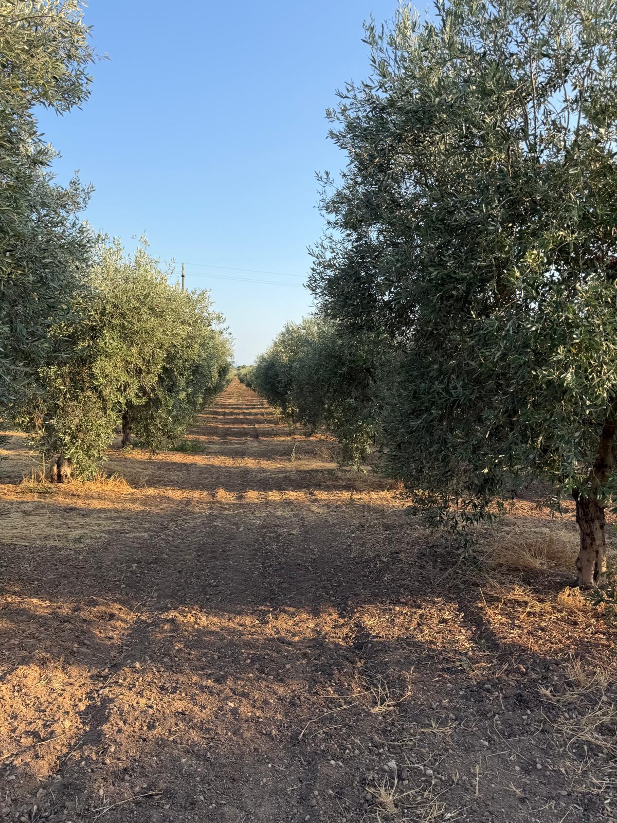 De boomgaard in Taranto waar de olijven voor de Fruttato groeien