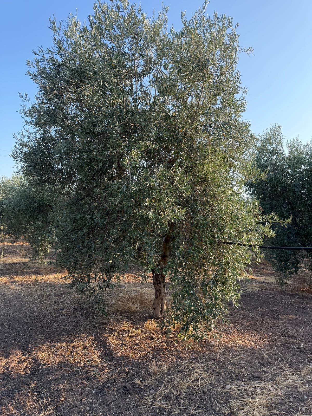 Olijfboom nummer 0247 in de boomgaard bij Taranto