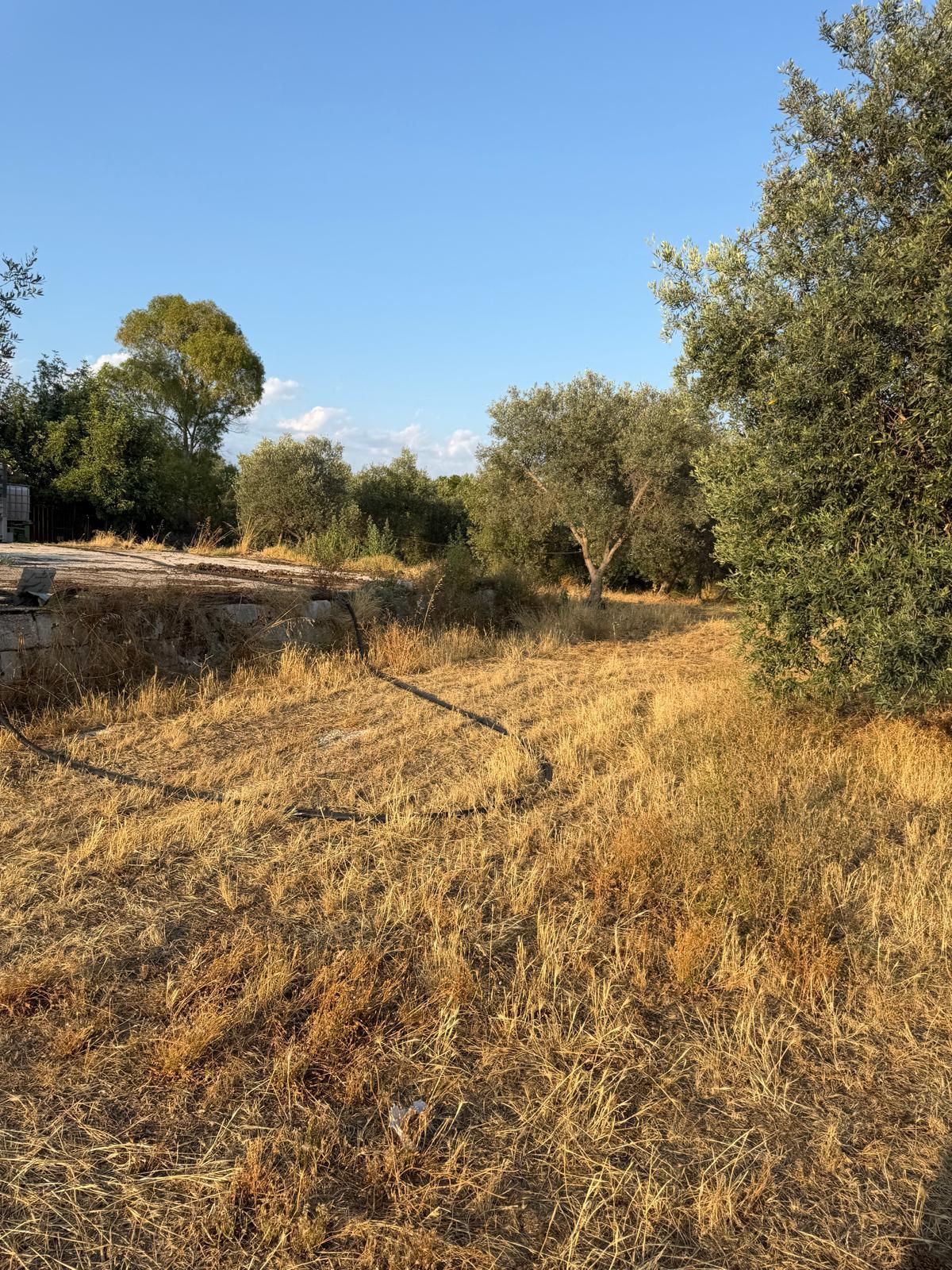 Droog gras en olijfbomen aan de rand van de boomgaard in Puglia