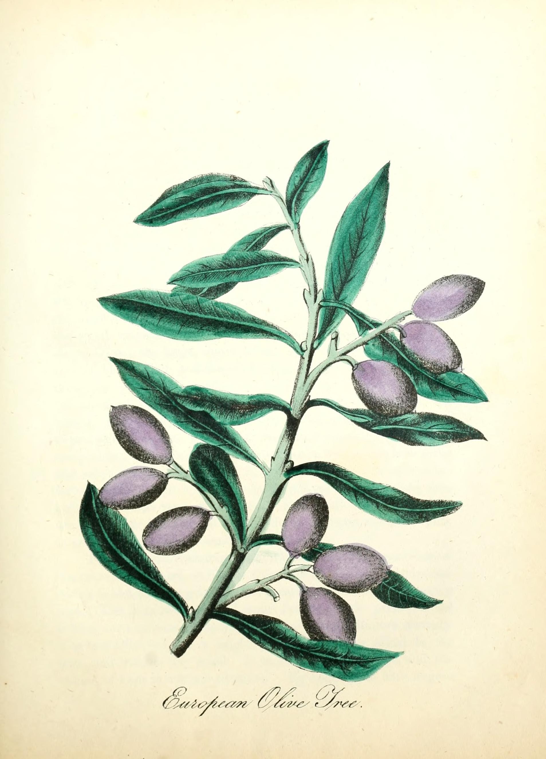 Ingekleurde botanische plaat uit 1855 van de olijfboom, met tak, bladeren, bloemtrossen en rijpe vruchten
