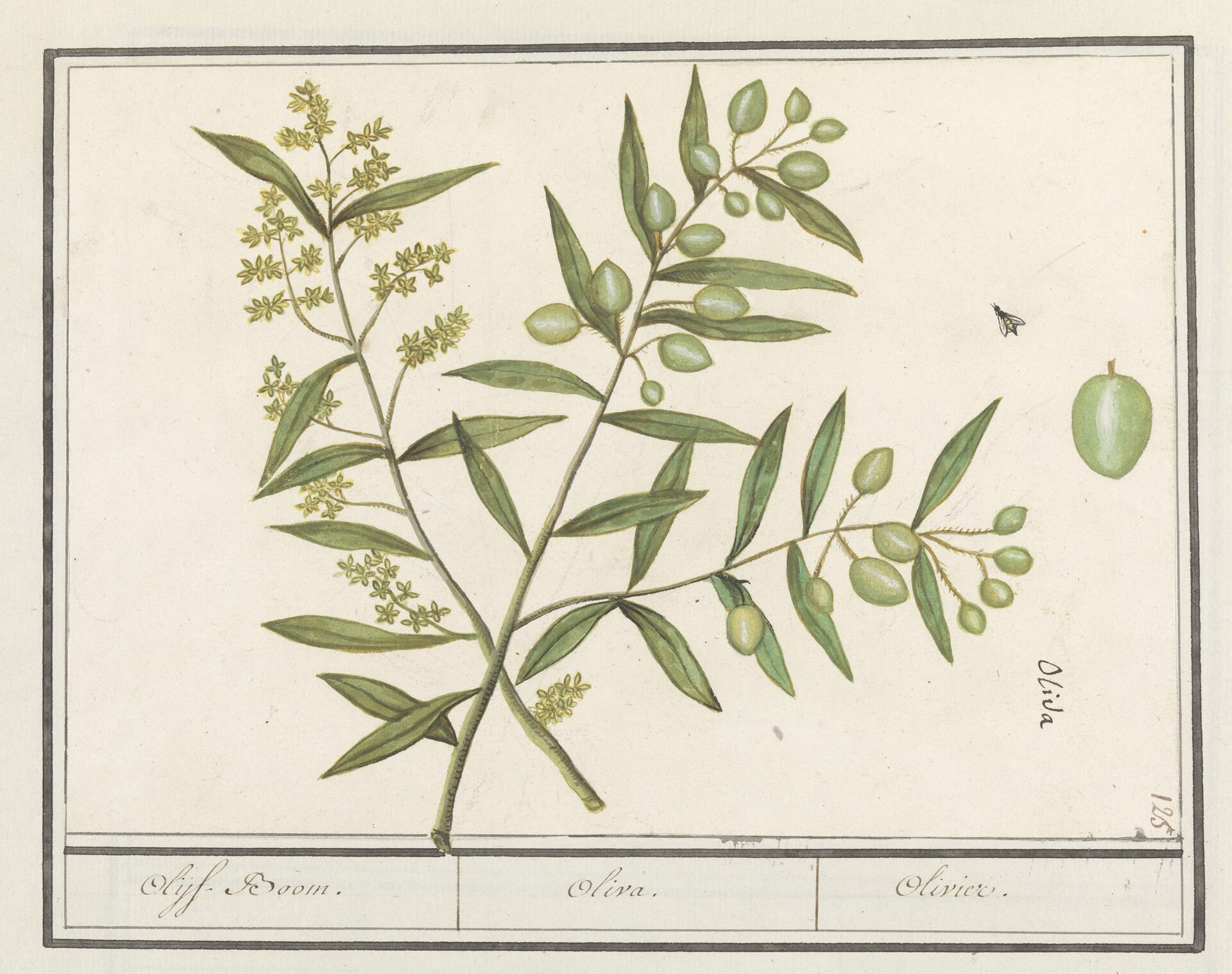 Botanische prent van de olijfboom, Olea europaea, met tak, bladeren en vruchten