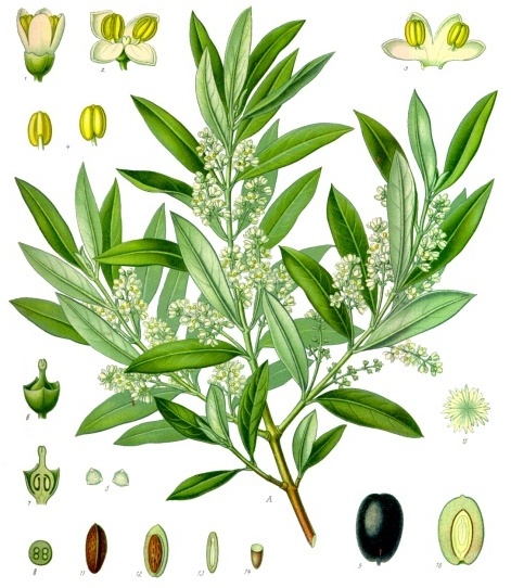Botanische plaat uit 1897 van de olijfboom met een bloeiende tak en uitvergrote details van bloem, meeldraad en vrucht