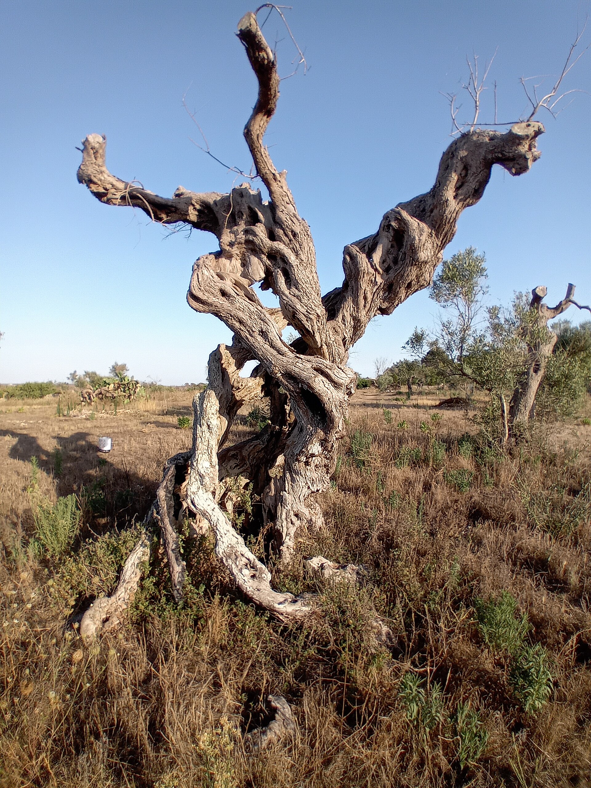 Een eeuwenoude olijfboom in Puglia die is afgestorven door de bacterie Xylella fastidiosa